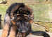 German shepherd puppies