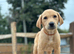 Labrador pups