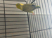 Male Parrotlet
