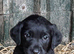 Beautiful black. Labrador puppies for sale.