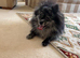 Black and silver merl Pomeranian