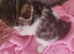 Lovely boy kitten