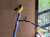 Variegated canary