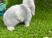 Mini lop pure bred female