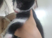 Cute 8 week kitten needing home
