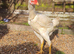Malay hen