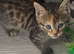 Kitten for sale