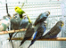 Budgies from 12 weeks old now available for rehoming