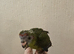 Tame kakariki chicks
