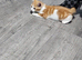 Kittens for sale