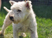 West Highland Terrier Stud Available