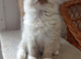 Wonderful Ragdoll kittens: Available Girl