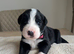 Bordernese puppies