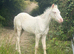 Cremello section B colt foal