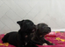 Kc registered staffy pups