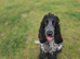 KC Registered cocker spaniel Stud