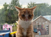 Fluffy Ginger and White Female Kitten