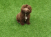 Cockapoo for sale