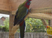 Male rosella