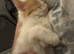 Cute little kitten for sale