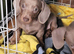 Dachshund isabella puppy for sale