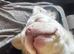 Longhair white frenchie