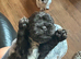 5 week old Female Shih Tzu x Lhasa Apso