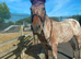 Appaloosa mare 15.2