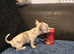 Xxxs Lilac Merle Chihuahua puppies