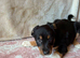 High-Quality Border Collie Puppies