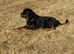 Male Rottweiler