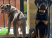 Rottie x puppy.