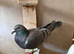 Selling 4 pigeons