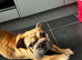 Very sweet big rope boy kc reg