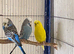 5 Budgies for sale