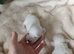 MALTIPOO PUPPIES 3 GIRLS 2 BOYS