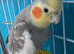 Cockatiel bird