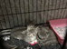 Beautiful British shorthair