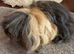 Guinea pig Alpaca boar 6 mths old