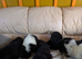 Newfoundland pups for sale male and