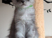 Maine Coon boy available