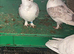Lovely White Pigeon