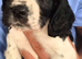 KC REGISTERED WORKING COCKER SPANIEL PUPPIES