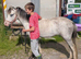 2yr Welsh a filly