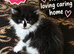 Black and white Siberian kitten