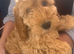 Cockapoo puppies 1 boy available