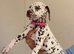 2 female Dalmatian puppies