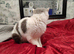 Scottish fold queen tica registered