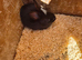Mum and babys
