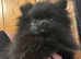 TINY Black Pomeranian female
